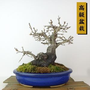 盆栽 老爺柿 樹高 約21cm ろうやがき 高級盆栽 Diospyros rhombifolia ロウヤガキ カキノキ科 落葉〜半落葉樹 観賞用 現品