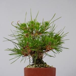 盆栽 松 黒松 樹高 約 13cm くろまつ ...の詳細画像1