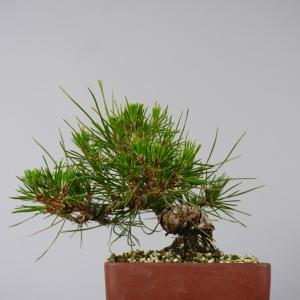 盆栽 松 黒松 樹高 約 13cm くろまつ ...の詳細画像2