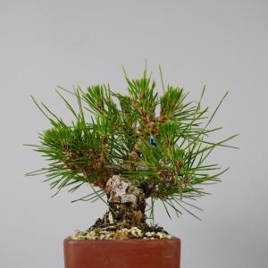 盆栽 松 黒松 樹高 約 13cm くろまつ ...の詳細画像3