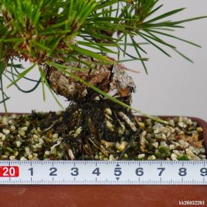 盆栽 松 黒松 樹高 約 13cm くろまつ ...の詳細画像4