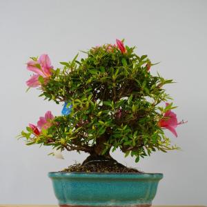 盆栽 皐月 大盃 樹高 約 22cm さつき ...の詳細画像2
