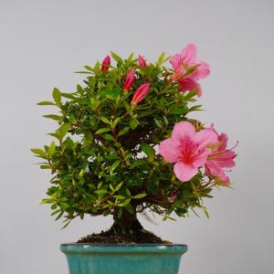 盆栽 皐月 大盃 樹高 約 22cm さつき ...の詳細画像3