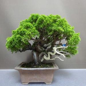 盆栽 真柏 樹高 約26cm しんぱく Juniperus chinensis シンパク “ジン シャリ” ヒノキ科 常緑樹 観賞用 現品