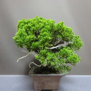 盆栽 真柏 樹高 約26cm しんぱく Jun...の詳細画像1