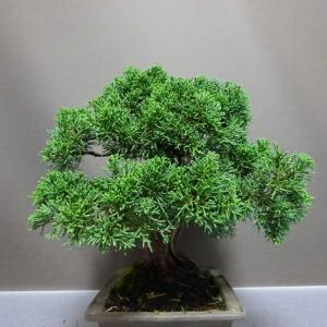 盆栽 真柏 樹高 約27cm しんぱく Jun...の詳細画像3