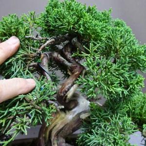 盆栽 真柏 樹高 約27cm しんぱく Jun...の詳細画像4