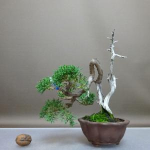 盆栽 真柏 樹高 約17.5cm しんぱく Juniperus chinensis シンパク “ジン シャリ” ヒノキ科 常緑樹 鑑賞 観賞用 小品 現品