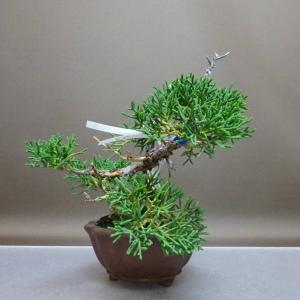 盆栽 真柏 樹高 約17.5cm しんぱく J...の詳細画像3