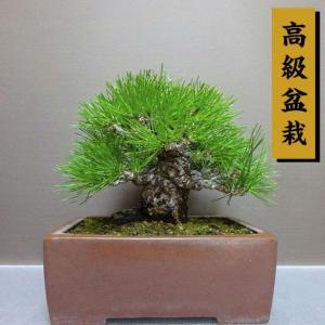 盆栽 松 黒松 樹高 約 20cm くろまつ 高級盆栽 Pinus thunbergii クロマツ マツ科 常緑針葉樹 鑑賞用 観賞用 小品 現品