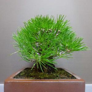 盆栽 松 黒松 樹高 約 20cm くろまつ ...の詳細画像1