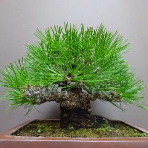 盆栽 松 黒松 樹高 約 20cm くろまつ ...の詳細画像2