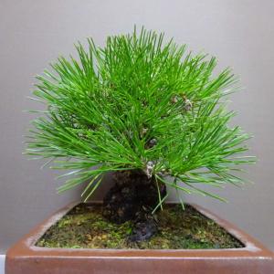 盆栽 松 黒松 樹高 約 20cm くろまつ ...の詳細画像3