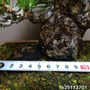 盆栽 松 黒松 樹高 約 20cm くろまつ ...の詳細画像4