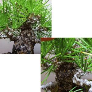 盆栽 松 黒松 樹高 約 20cm くろまつ ...の詳細画像5