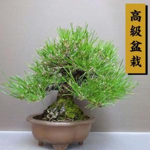 盆栽 松 黒松 樹高 約 21cm くろまつ 高級盆栽 Pinus thunbergii クロマツ マツ科 常緑針葉樹 鑑賞用 観賞用 現品