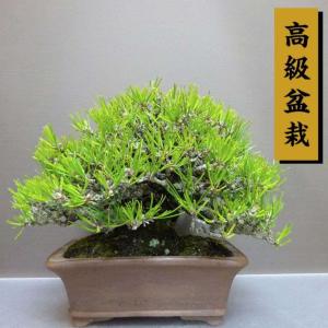 盆栽 松 黒松 樹高 約 19cm くろまつ 高級盆栽 Pinus thunbergii クロマツ マツ科 常緑針葉樹 鑑賞用 観賞用 小品 現品