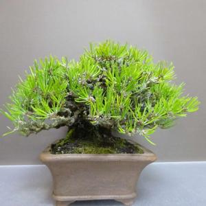 盆栽 松 黒松 樹高 約 19cm くろまつ ...の詳細画像3