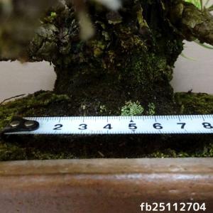 盆栽 松 黒松 樹高 約 19cm くろまつ ...の詳細画像4