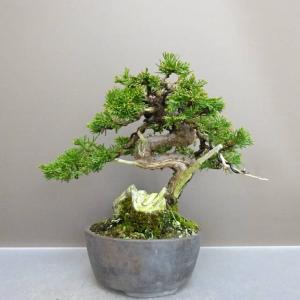 盆栽 真柏 樹高 約 19cm しんぱく Juniperus chinensis シンパク “ジン シャリ” ヒノキ科 常緑樹 鑑賞用 観賞用 小品 現品