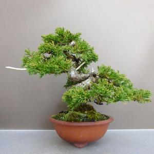 盆栽 真柏 樹高 約 20cm しんぱく Ju...の詳細画像1