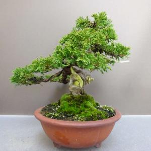 盆栽 真柏 樹高 約 20cm しんぱく Ju...の詳細画像3