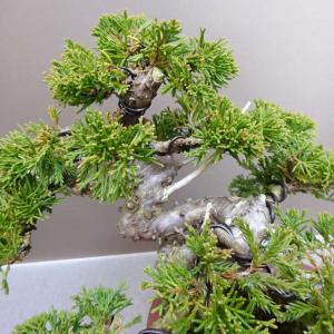 盆栽 真柏 樹高 約 20cm しんぱく Ju...の詳細画像5