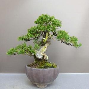 盆栽 真柏 樹高 約 19cm しんぱく Juniperus chinensis シンパク “ジン シャリ” ヒノキ科 常緑樹 鑑賞用 観賞用 小品 現品