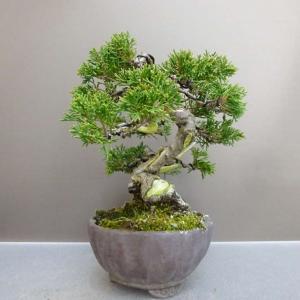 盆栽 真柏 樹高 約 19cm しんぱく Ju...の詳細画像1