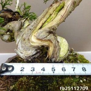 盆栽 真柏 樹高 約 19cm しんぱく Ju...の詳細画像4