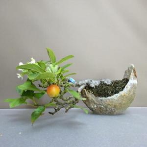 盆栽 姫林檎 上下 約 20cm ひめりんご Malus prunifolia ヒメリンゴ バラ科 リンゴ属 落葉樹 鑑賞用 観賞用 現品