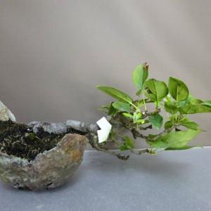 盆栽 姫林檎 上下 約 20cm ひめりんご ...の詳細画像2