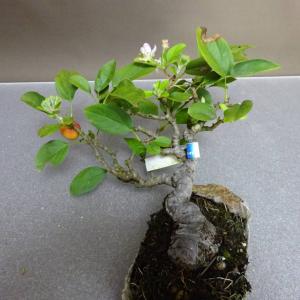 盆栽 姫林檎 上下 約 20cm ひめりんご ...の詳細画像3