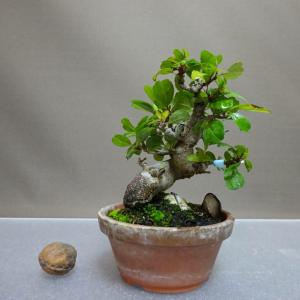 盆栽 海棠 樹高 約 13cm かいどう Malus micromalus カイドウ バラ科 落葉樹 鑑賞用 観賞用 小品 現品