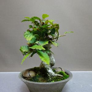 盆栽 山毛欅 ぶな 樹高 約15cm Fagu...の詳細画像1