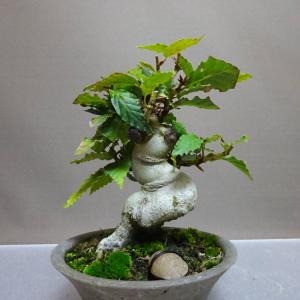 盆栽 山毛欅 ぶな 樹高 約15cm Fagu...の詳細画像2