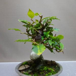 盆栽 山毛欅 ぶな 樹高 約15cm Fagu...の詳細画像3
