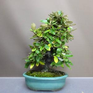 盆栽 寒茱萸 樹高 約35cm かんぐみ Elaeagnus カングミ グミ科 常緑樹 鑑賞用 観賞用 現品