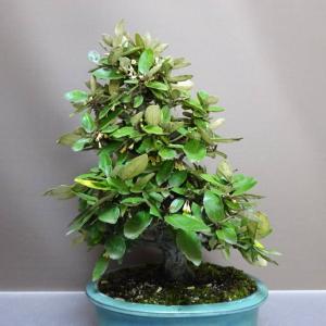 盆栽 寒茱萸 樹高 約35cm かんぐみ El...の詳細画像2