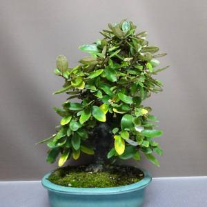 盆栽 寒茱萸 樹高 約35cm かんぐみ El...の詳細画像3