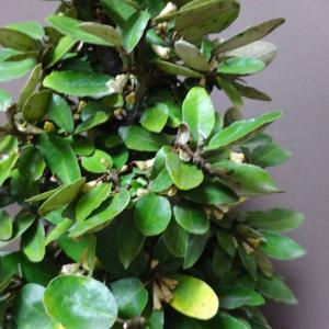 盆栽 寒茱萸 樹高 約35cm かんぐみ El...の詳細画像4