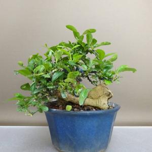 盆栽 金豆 樹高 約16.5cm きんず 高級...の詳細画像2