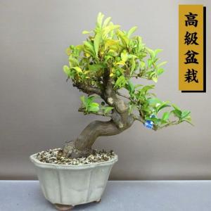 盆栽 金豆 樹高 約25cm きんず 高級盆栽 Fortunella hindsii キンズ マメキンカン ミカン科 キンカン属 常緑樹 鑑賞 観賞用 現品