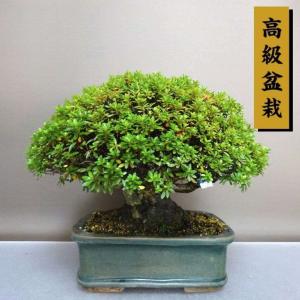 盆栽 皐月 早乙女 樹高 約21cm さつき 高級盆栽 Rhododendron indicum サツキ ツツジ科 常緑樹 鑑賞 観賞用 現品