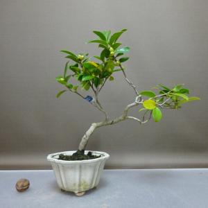 盆栽 椿 姫椿 樹高 約27cm つばき Camellia japonica ツバキ 白花 ツバキ科 常緑樹 鑑賞用 観賞用 現品