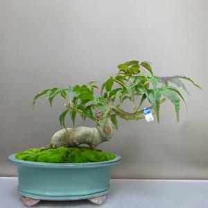 盆栽 紅葉 清玄 樹高 約23cm もみじ Acer palmatum モミジ カエデ科 落葉樹 鑑賞用 観賞用 現品