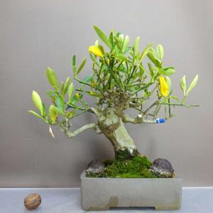 盆栽 金豆 樹高 約22cm きんず Fortunella hindsii キンズ マメキンカン ミカン科 キンカン属 常緑樹 鑑賞用 観賞用 現品