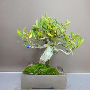 盆栽 金豆 樹高 約22cm きんず Fort...の詳細画像2