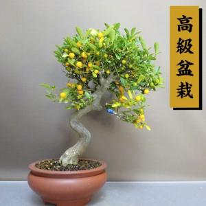 盆栽 金豆 樹高 約32cm きんず 高級盆栽 Fortunella hindsii キンズ マメキンカン ミカン科 キンカン属 常緑樹 観賞用 現品