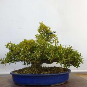 盆栽 台湾黄楊 樹高 約 24cm たいわんつげ タイワンツゲ 柘植 ツゲ科 常緑樹 鑑賞用 観賞用 現品
